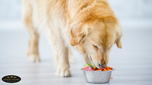 Is Raw Pet Food Good for Dogs?