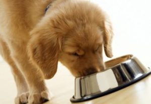 Dog Owners Turn To Organic Dog Food