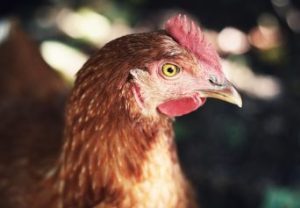 Organic Poultry Farming: A Guide