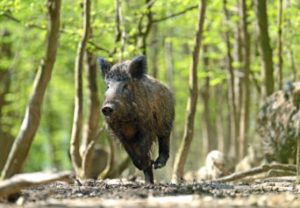 Wild Boar in the UK