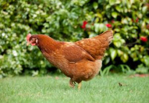 Keeping Garden Chickens, A beginners guide