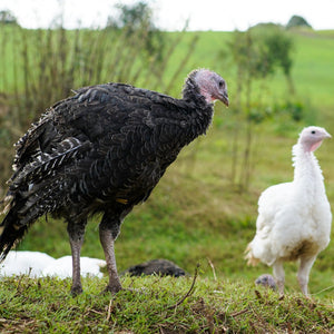 Graig Farm Turkey