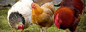 Poultry