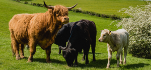 Organic Meat Delivery From Our Farm, Straight to Your Door