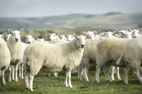 Organic Lamb