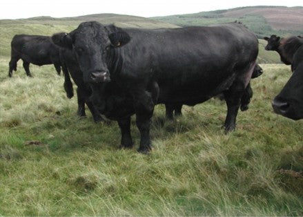 Organic Beef