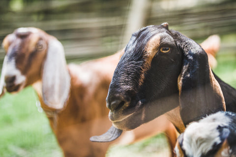 Mutton and Goat