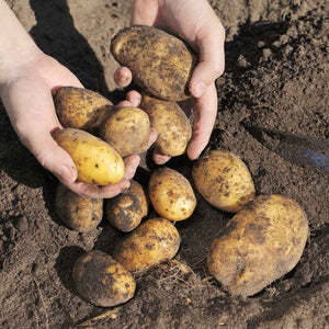 Organic Potatoe