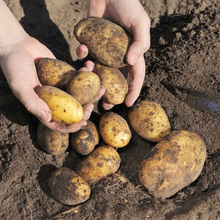 Organic Potatoes